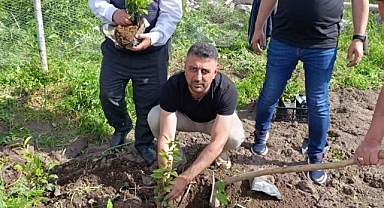 Çay kökleri toprakla buluştu