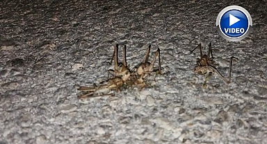Çekirge istilası yolu kapattı