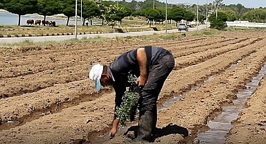 Coğrafi işaretli Erciş lahanasının fide dikimine başlandı