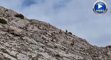 Dağ keçileri havadan görüntülendi