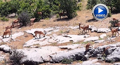 Dağ keçileri izleyenleri hayran bıraktı