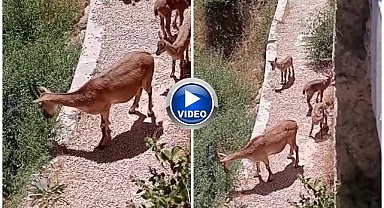 Dağ keçileri yiyecek ararken görüntülendi