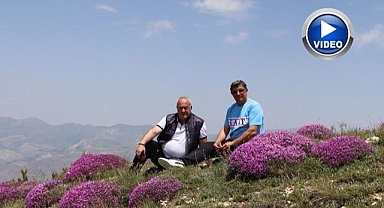 Dağaseverleri mest eden görüntü