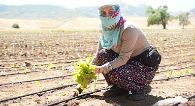 Ekim başladı: 1 milyar TL'lik katkı bekleniyor