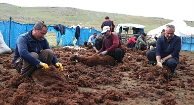 El birliğiyle 4 bine yakın kuzuyu kırktılar