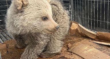 Erzurum'da bitkin bulunan ayı yavrusu koruma altında