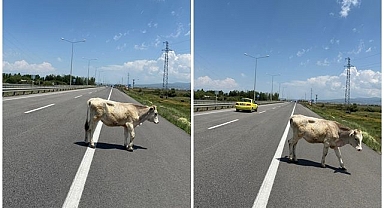 Erzurum'da hayvanlar trafiği tehlikeye atıyor
