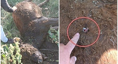 Erzurum'da yayla kavgası! İnekler kurşunların hedefi oldu...