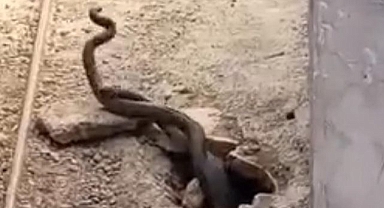 Evinden 2 metrelik yılan çıktı