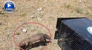 Evine giren sansarları çıkaramayınca...