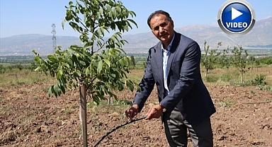 Güneş enerjisiyle meyve ağaçları yetiştiriyor