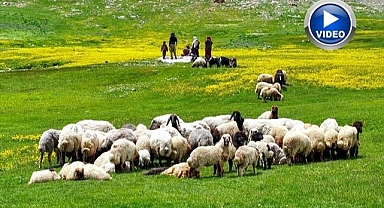 Havanın ısınmasıyla yaylalardaki hareketlilik arttı