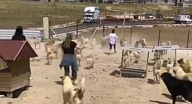 Hayvan barınağında dehşete düşüren görüntüler