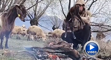 Islanan oğlağı ateş yakarak ısıttı
