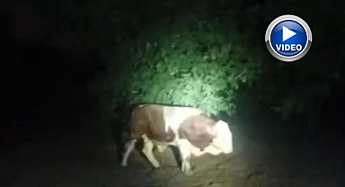 Kaçan boğa ekipleri canından bezdirdi