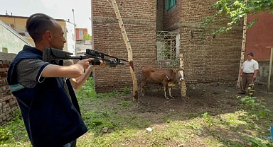 Kaçan düve, kurban timi tarafından yakalandı