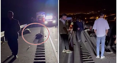 Kamyonet sürüye çarptı! 8 koyun telef oldu