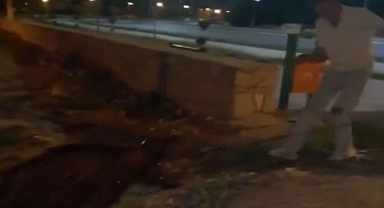 Kanala düşen yaban domuzlarını kurtardılar