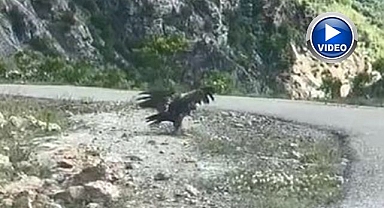 Kartal yılan avlarken görüntülendi