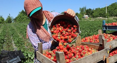 Kilosu 150 liradan tezgahta yerini aldı