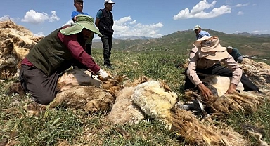 Koyun kırkma mesaisi başladı