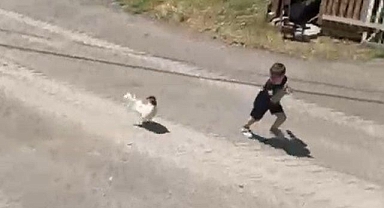 Küçük çocuğun horozla imtihanı