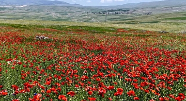 Meralar ve yaylalarda gelincik şöleni