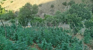 On binlerce kök kenevir ele geçirildi