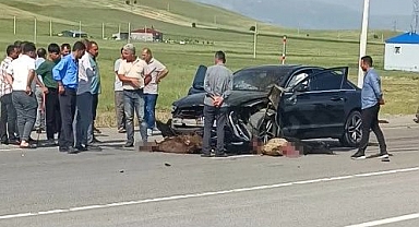 Otomobil sürüye çarptı! Onlarca koyun telef oldu