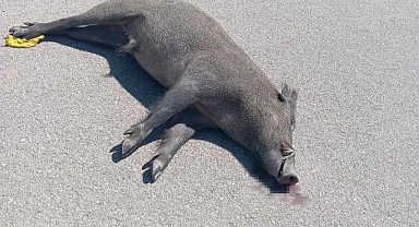 Otomobil yaban domuzuna çarptı