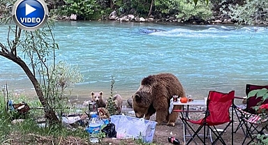 Pikniği ayılar bastı! O anlar kameralara yansıdı