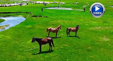 Sarı çiçeklerin arasında mendereslerle buluşma