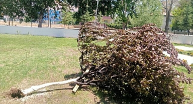 Şiddetli rüzgar ağacı kökünden söktü