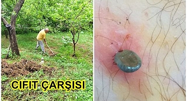 Sırtında 3 gün kene ile dolaşmış!