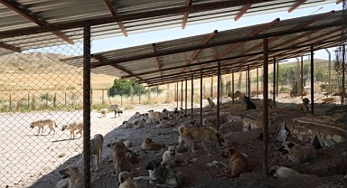 Sokak hayvanlarına gölgelik desteği