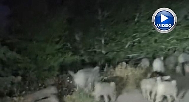 Sürü yola indi! O anlar kameralara yansıdı