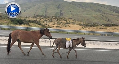Sürüden ayrılıp trafiği birbirine kattılar!