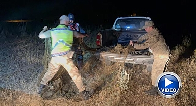 Tonlarca inci kefali ele geçirildi