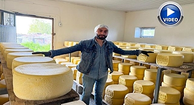 Tonlarca süt eski kaşar için işleniyor