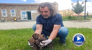 Yaban hayvanlarına kreş hizmeti