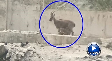 Yavrularını emziren dağ keçisi görüntülendi