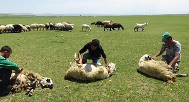 Yaylalarda koyun kırkma zamanı