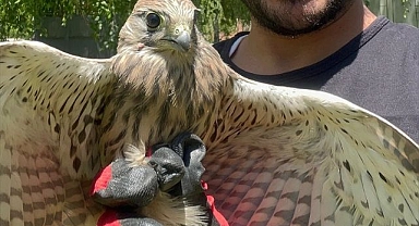 Yeniden doğasına kavuştu