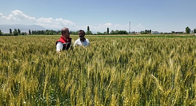 Yerli ve milli buğday çiftçilerin yüzünü güldürdü