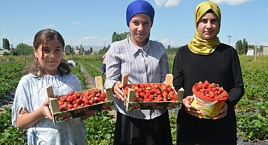 Yılın ilk çilek hasadı