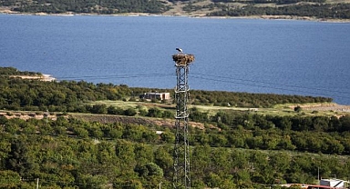 Yüksek gerilim hattına yuva yaptı