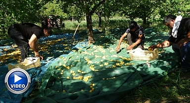 Zirai dondan etkilenmeyen bölgelerde hasat başladı