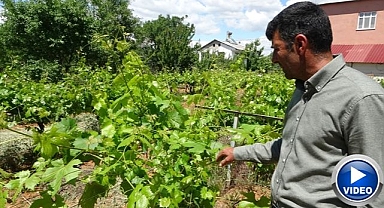 Zirai donun vurduğu 'köhnü' üzümünde umutlar yapraklarda