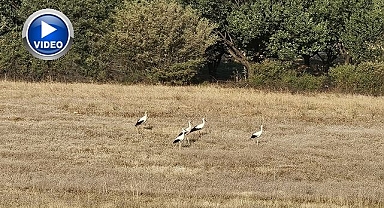 6 yıl aradan sonra geri döndüler