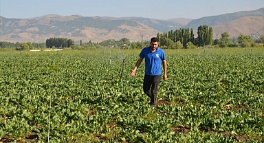 60 bin dönüm alana şeker pancarı ekimi